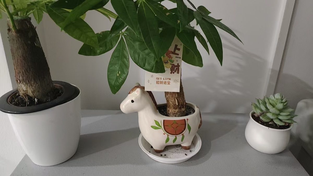 粥粥送的小树